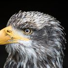 junger Weißkopfseeadler