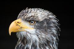 junger Weißkopfseeadler