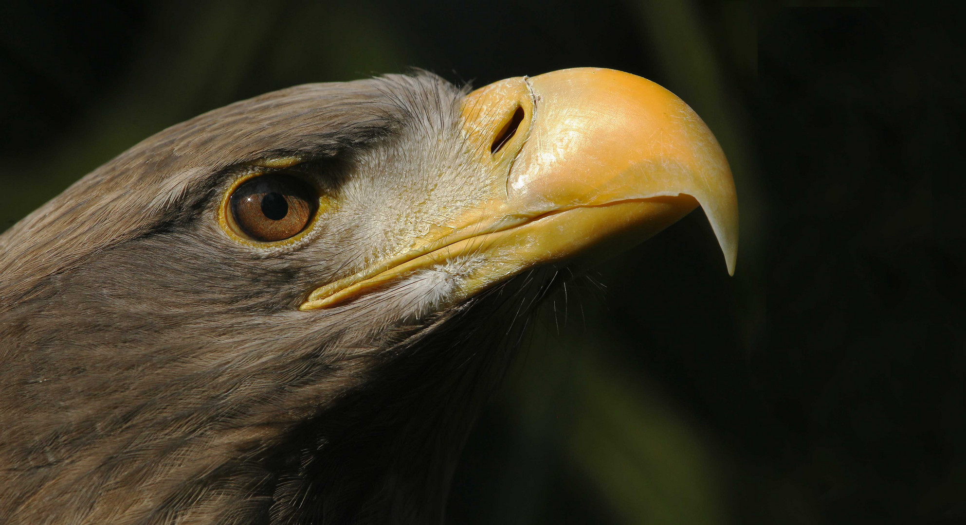 Junger Weißkopfseeadler