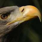 Junger Weißkopfseeadler