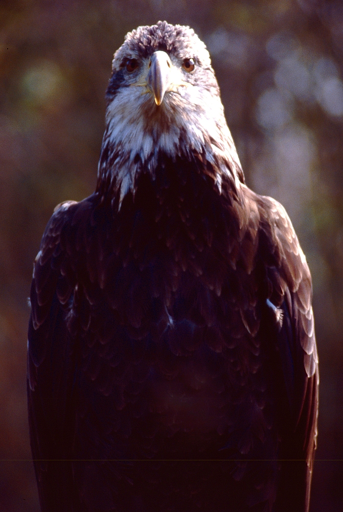 Junger Weisskopfseeadler