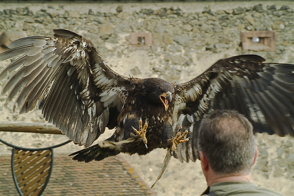 junger Weißkopfseeadler