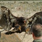 junger Weißkopfseeadler