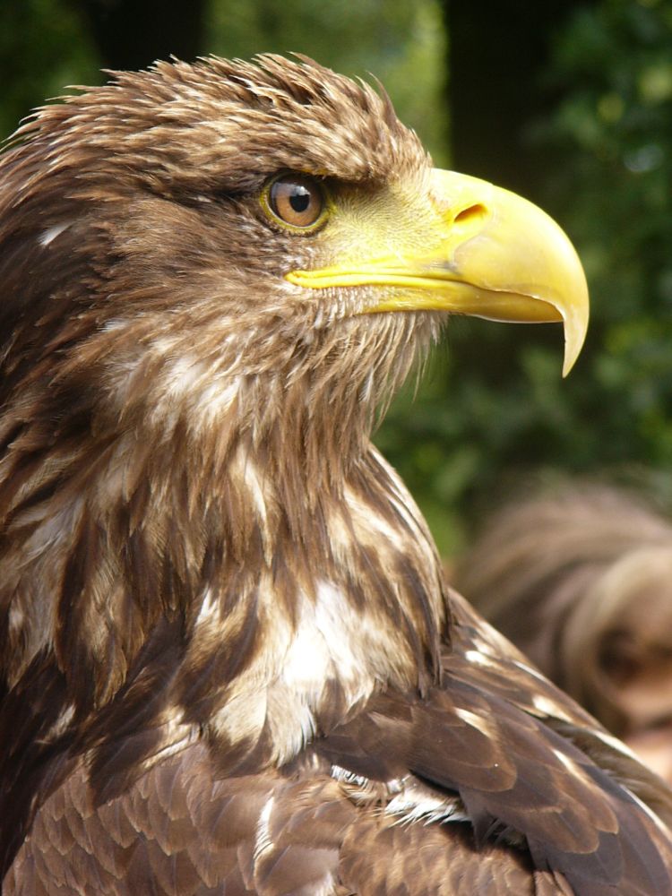 Junger Weißkopfseeadler