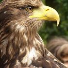 Junger Weißkopfseeadler