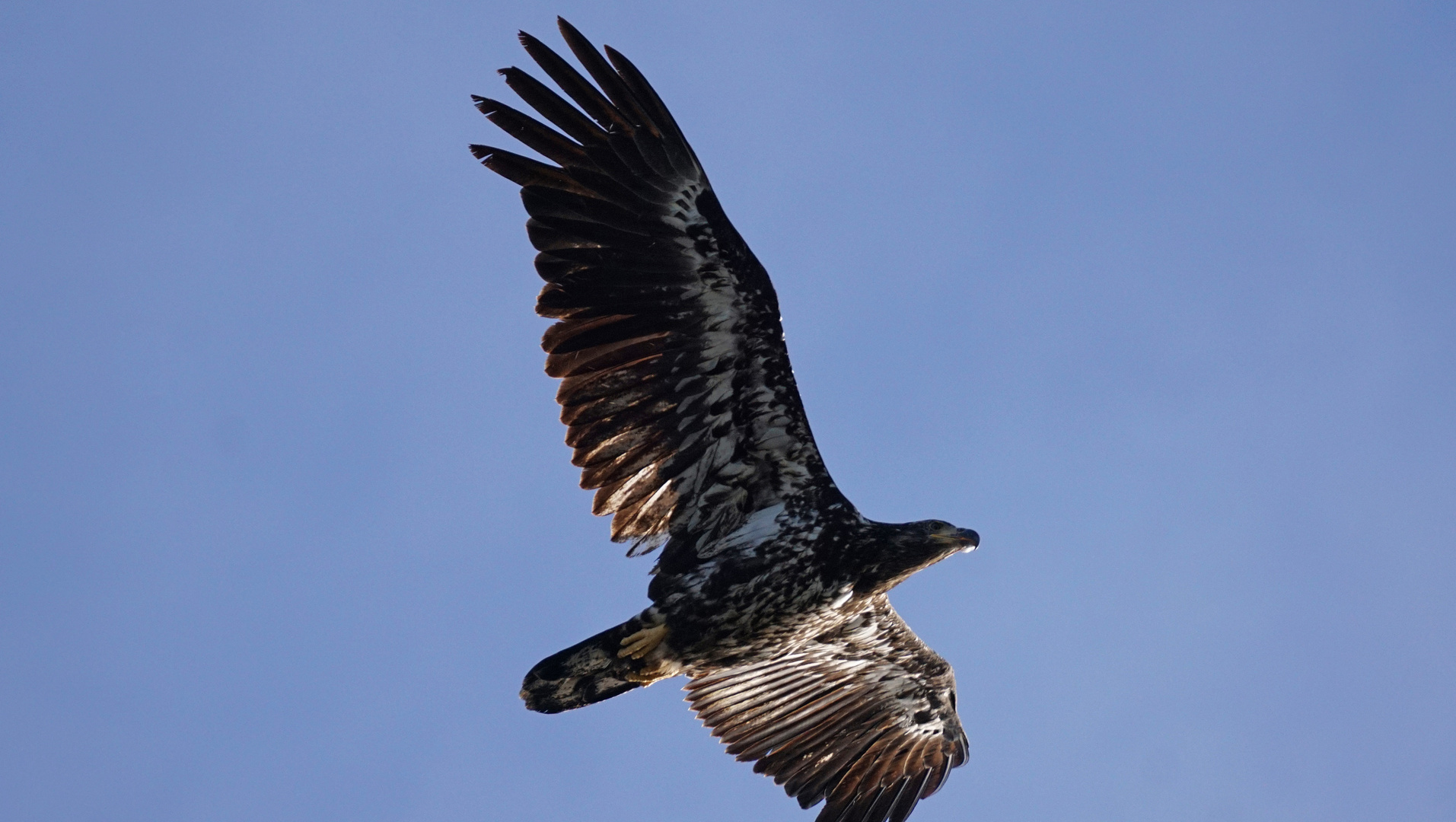 Junger Weisskopfseeadler