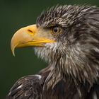 Junger Weißkopfseeadler 