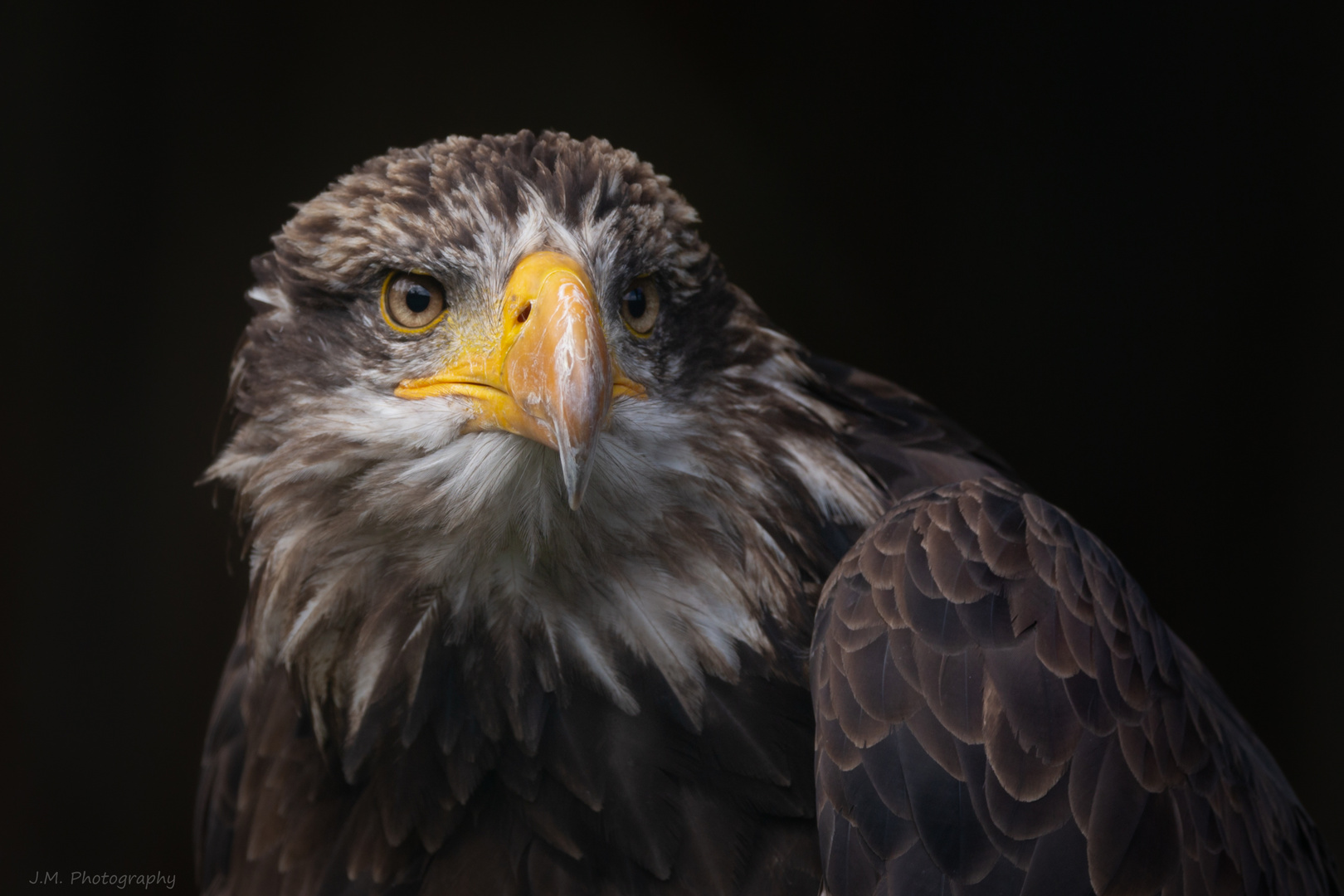 Junger Weißkopfseeadler 