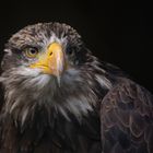 Junger Weißkopfseeadler 