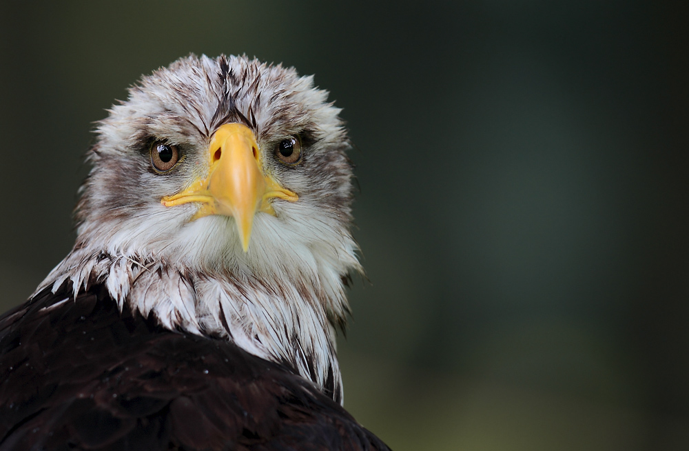 junger Weisskopfseeadler