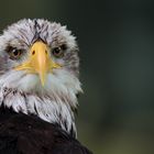 junger Weisskopfseeadler