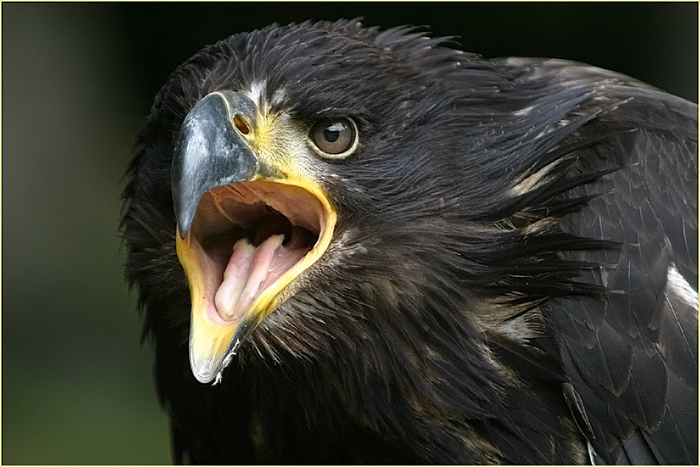 Junger Weisskopfseeadler