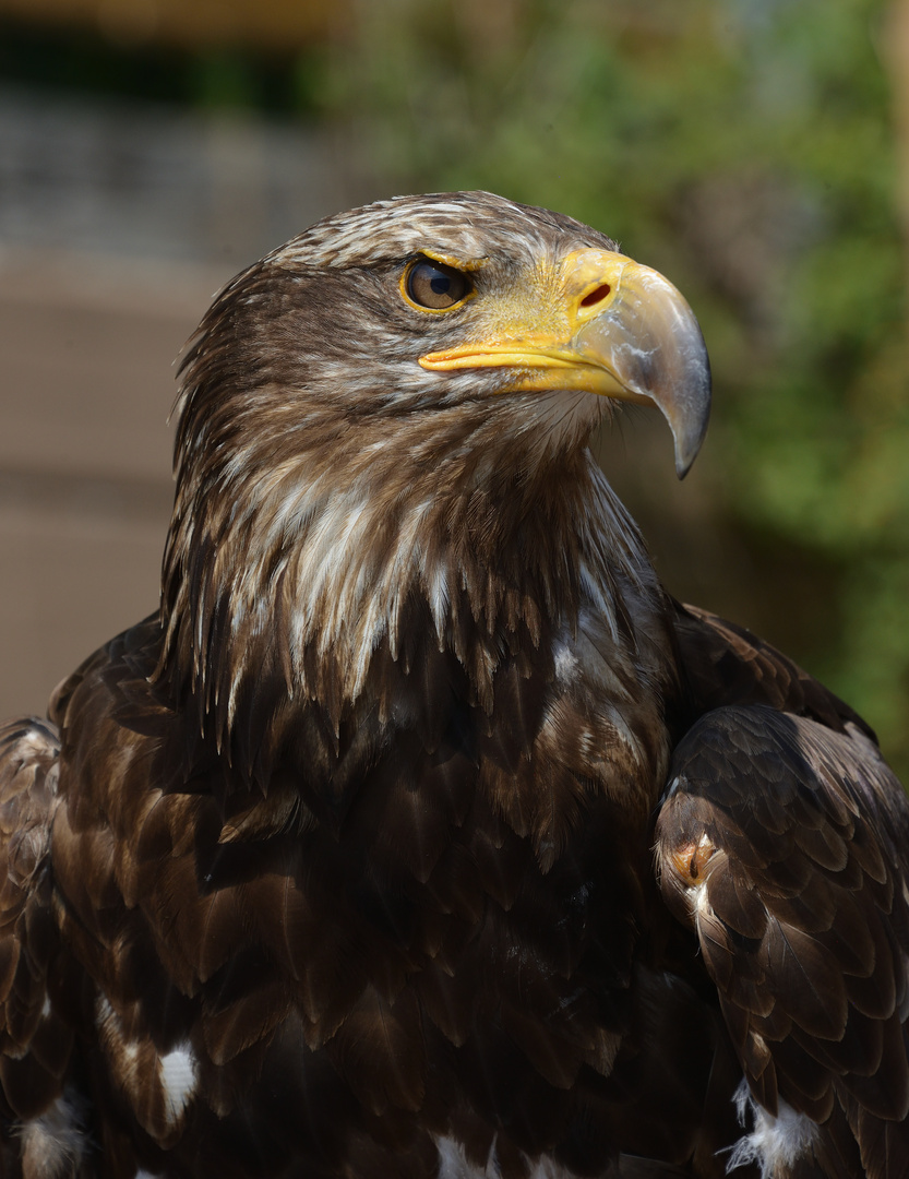 Junger Weißkopfseeadler