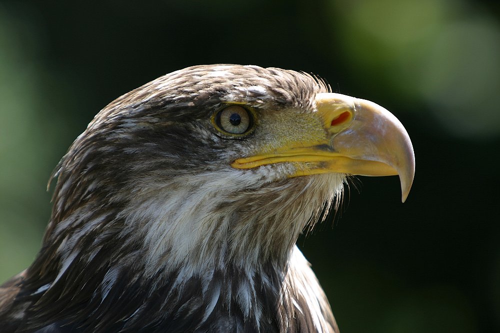 Junger Weisskopfseeadler