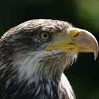 Junger Weisskopfseeadler