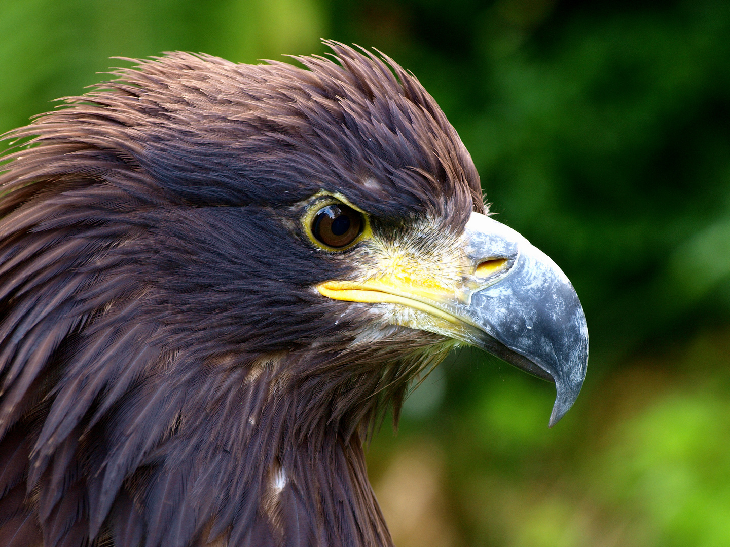 Junger Weißkopfseeadler