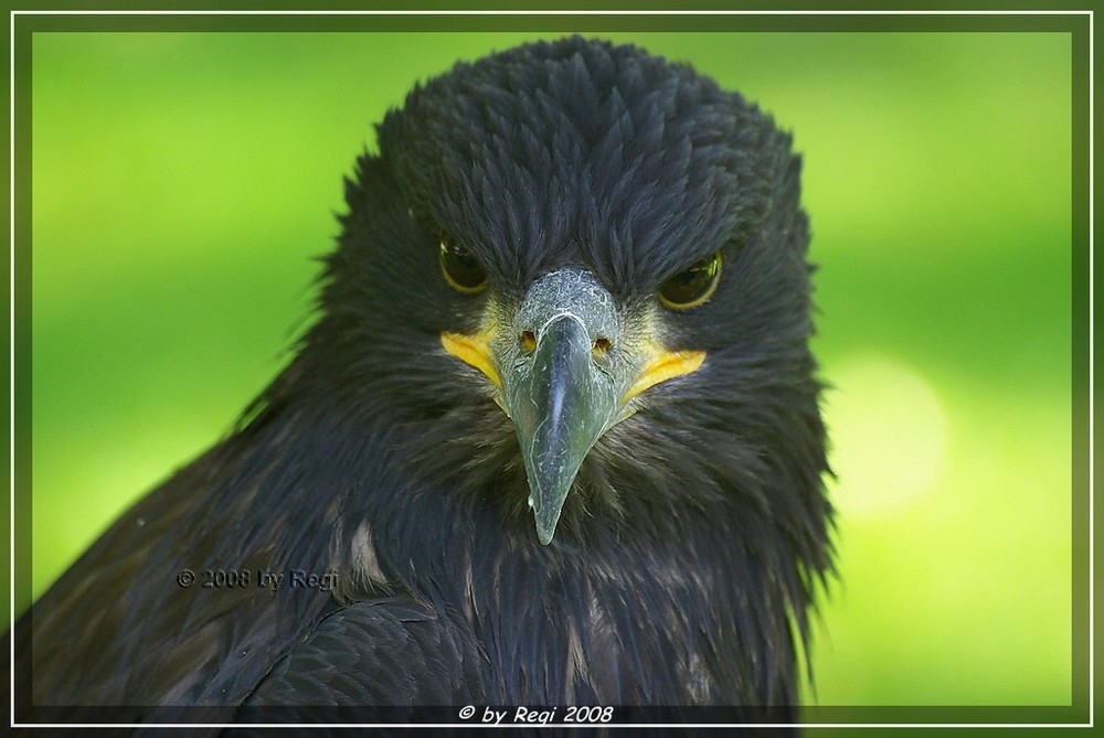 Junger Weißkopfseeadler