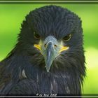 Junger Weißkopfseeadler