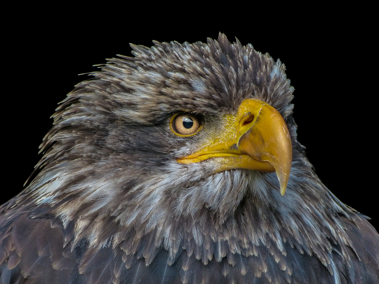 Junger Weißkopfseeadler