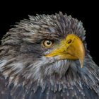 Junger Weißkopfseeadler