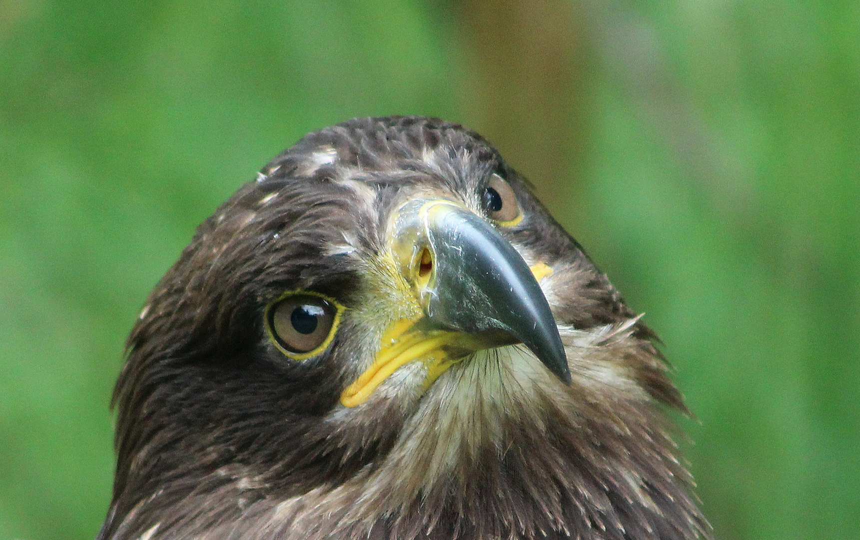 junger Weißkopfseeadler