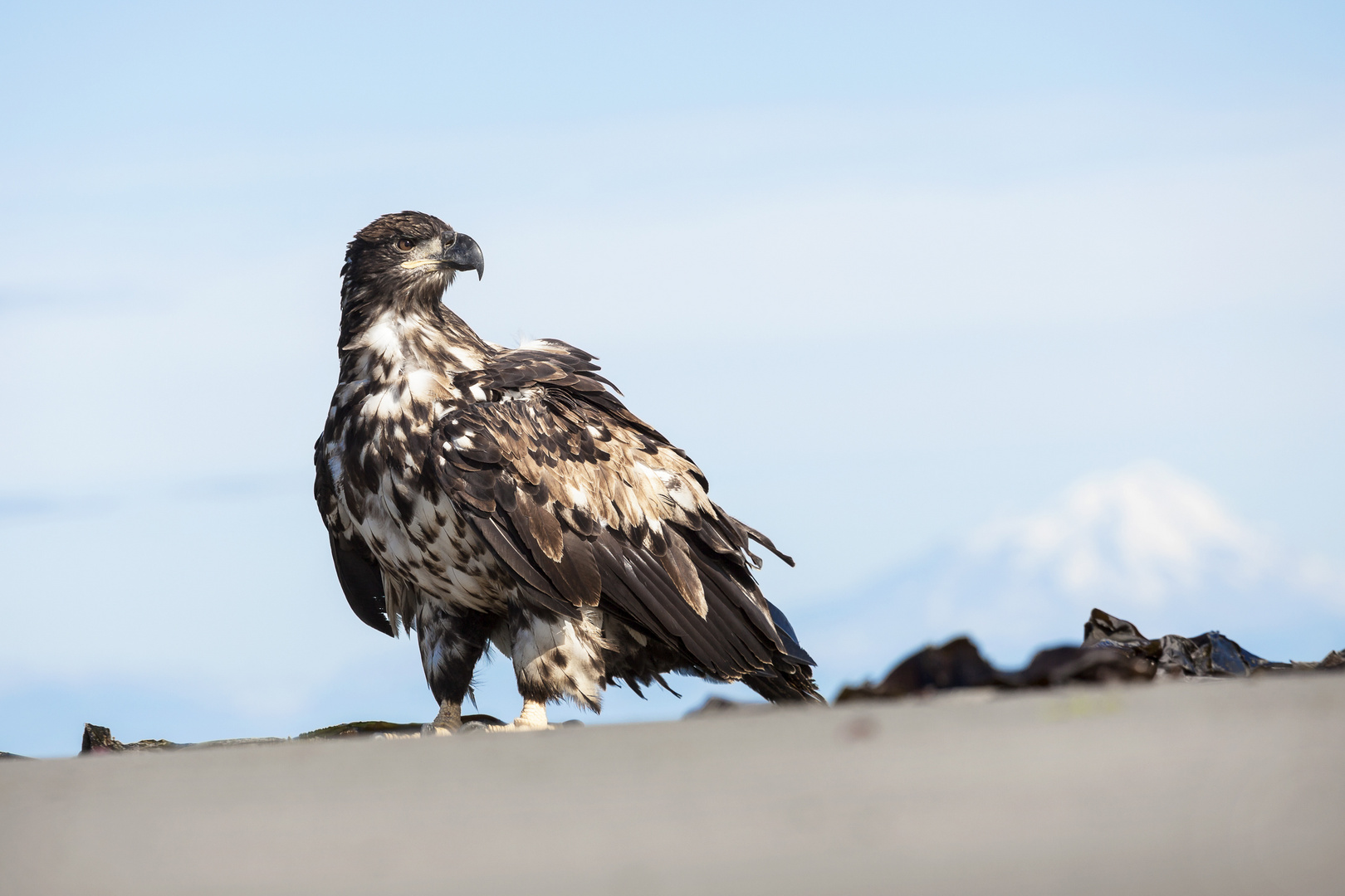 Junger Weißkopfseeadler