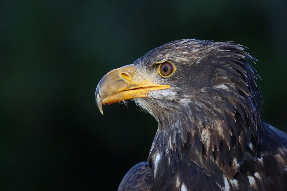 Junger Weißkopfseeadler