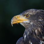 Junger Weißkopfseeadler