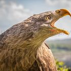 Junger Weißkopfseeadler