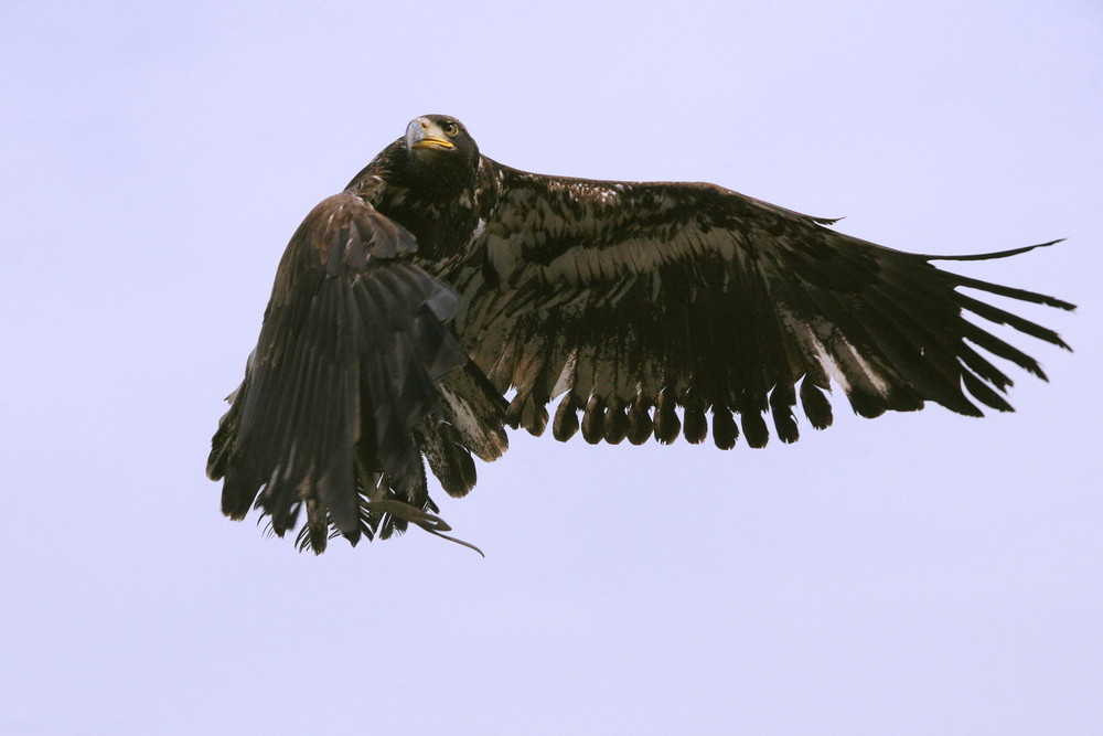 junger Weißkopfseeadler