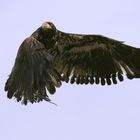 junger Weißkopfseeadler