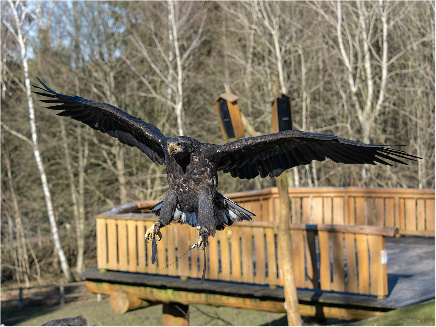 Junger Weißkopfseeadler