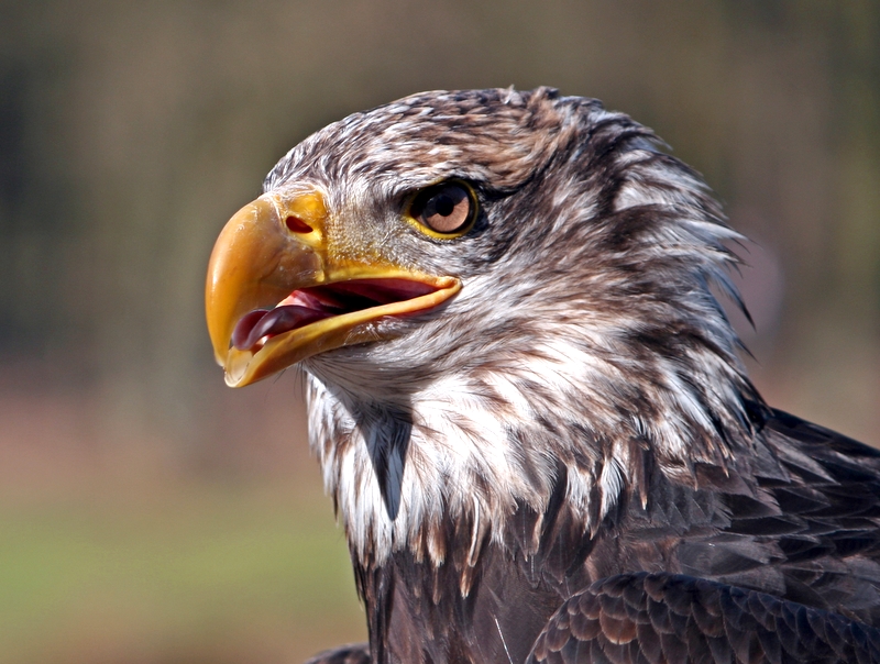 Junger Weißkopfseeadler