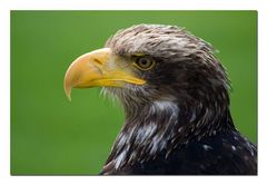 junger Weißkopfseeadler