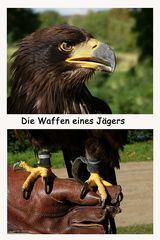 Junger Weißkopfseeadler