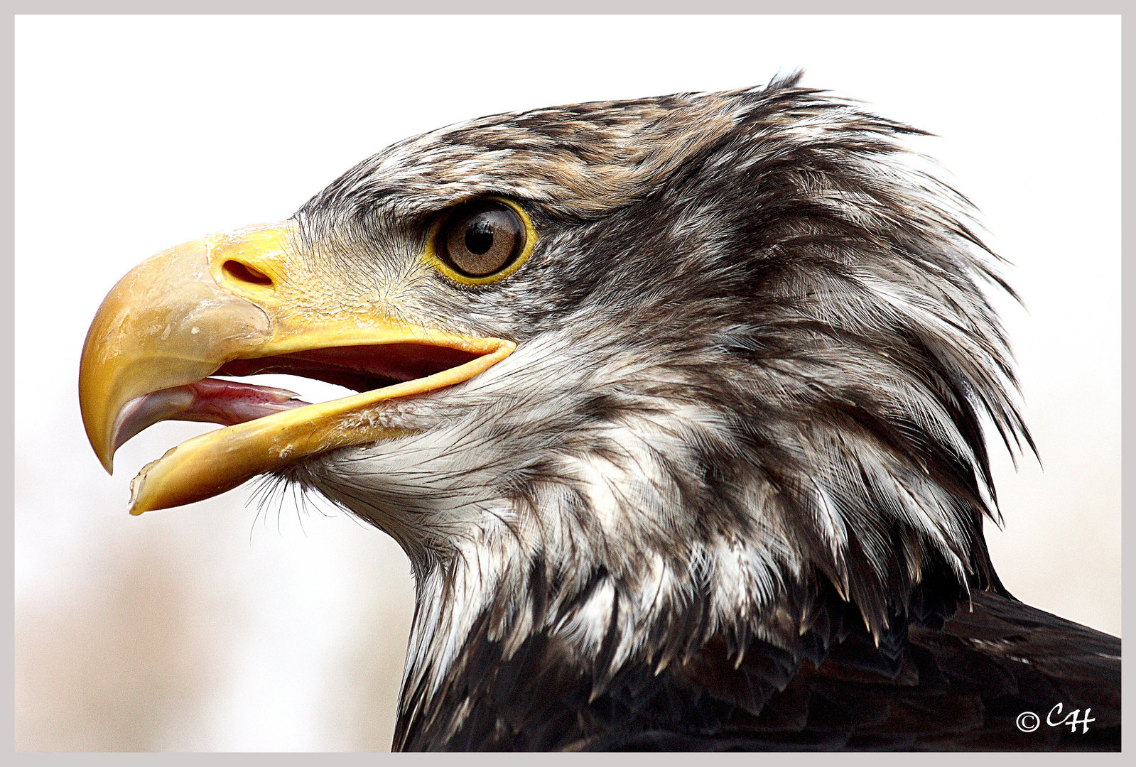 Junger Weißkopfseeadler