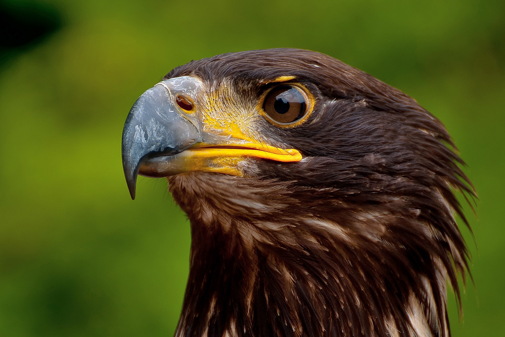 Junger Weisskopfseeadler