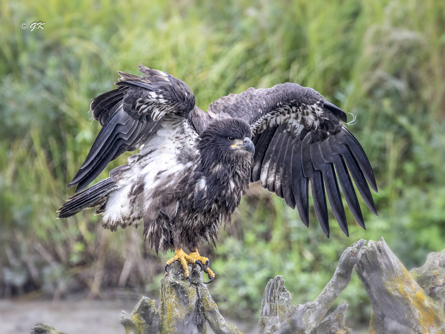 Junger Weißkopfseeadler