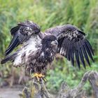 Junger Weißkopfseeadler