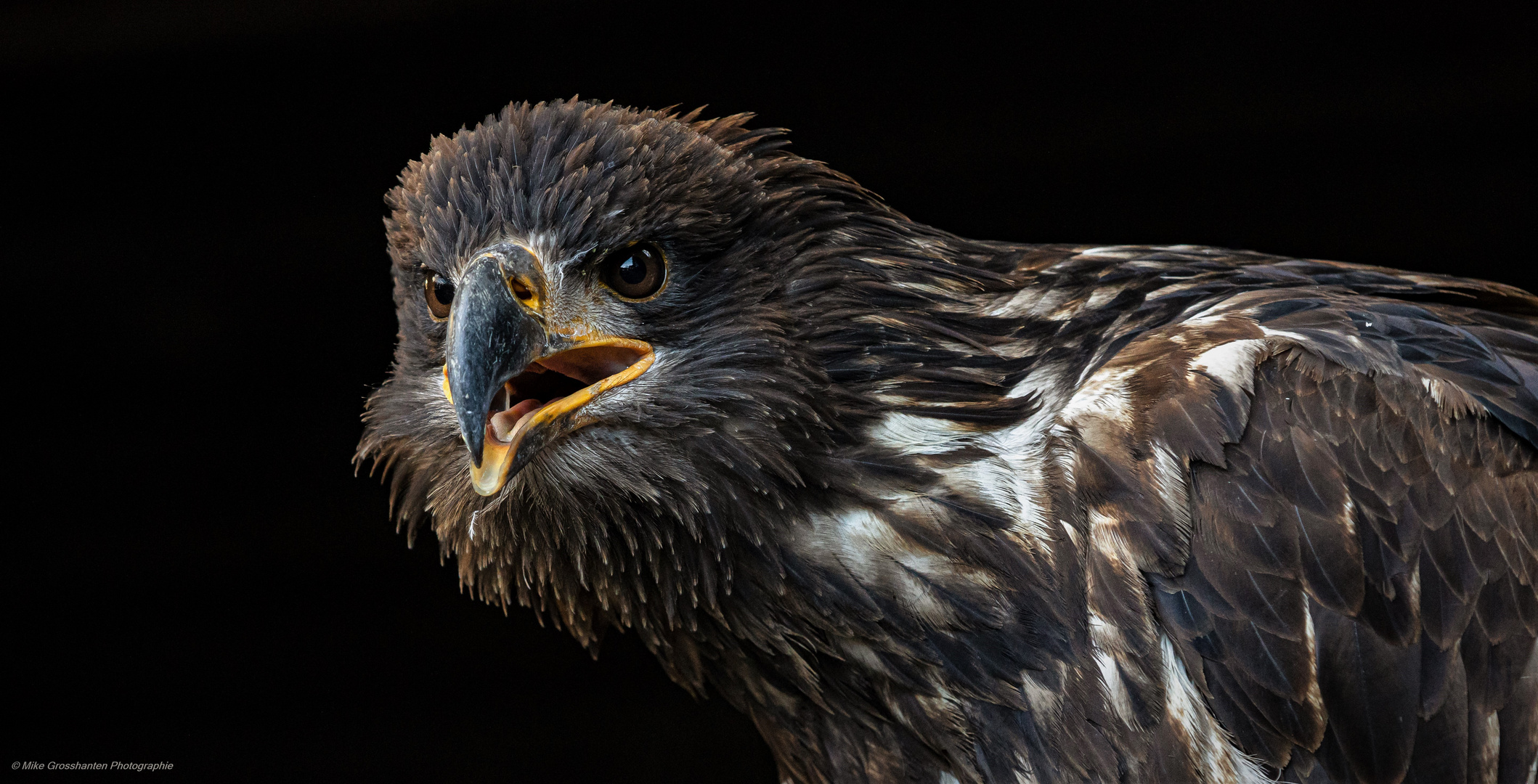 Junger Weißkopfseeadler