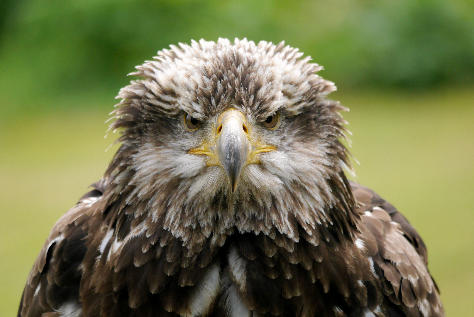 Junger Weißkopfseeadler