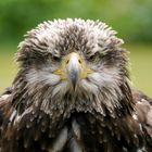 Junger Weißkopfseeadler