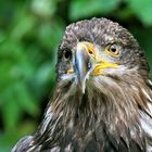 Junger Weißkopfseeadler