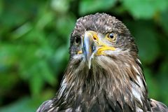 Junger Weißkopfseeadler