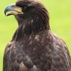 Junger Weißkopfseeadler auf der BUGA Koblenz