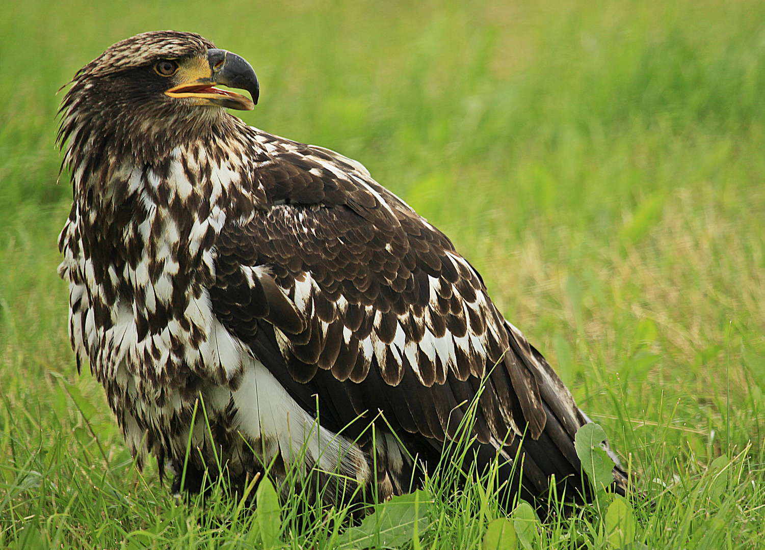 Junger Weißkopfseeadler auf Futtersuche