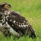 Junger Weißkopfseeadler auf Futtersuche