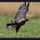 junger Weißkopfseeadler aus dem Wilpark Johannesmühle