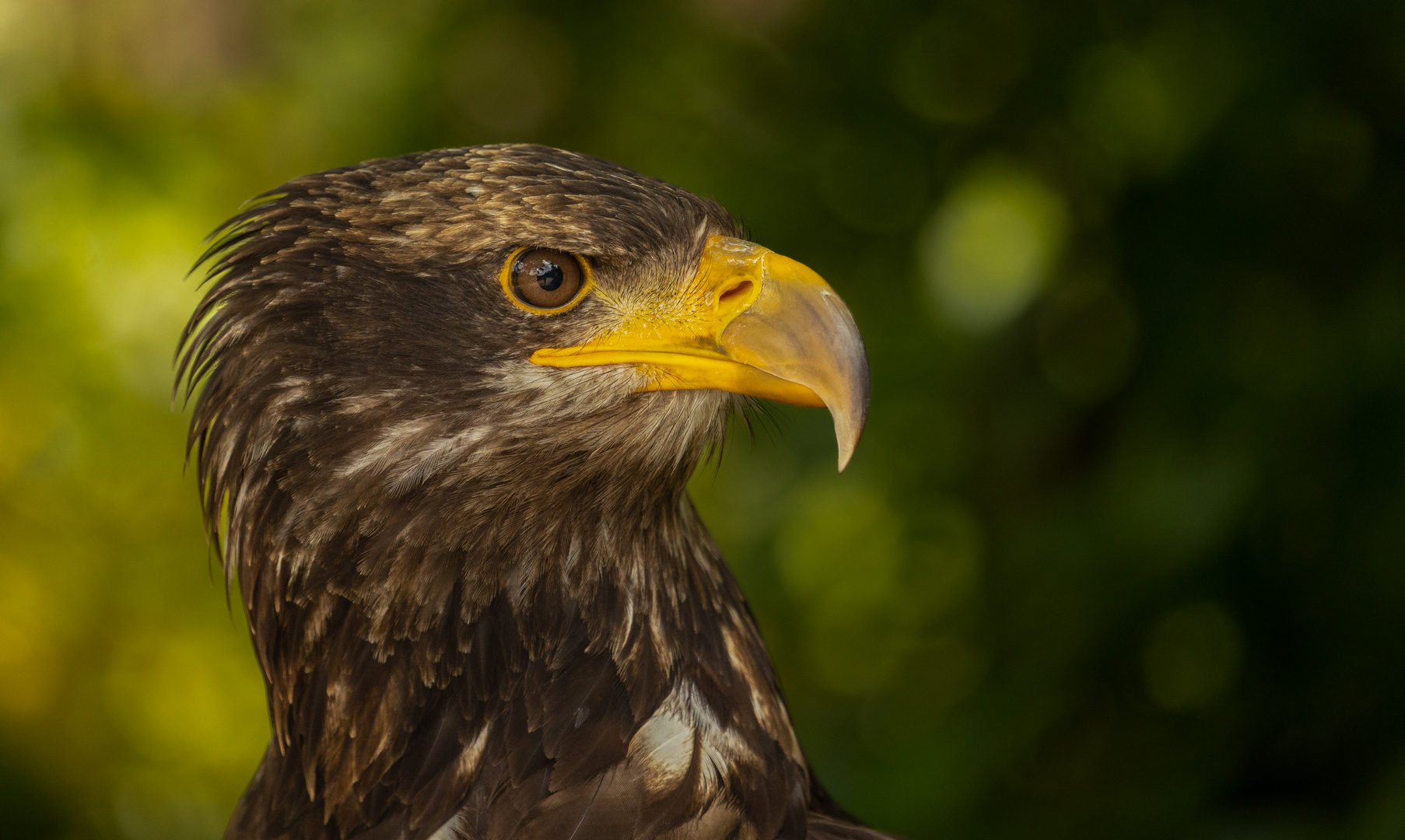 Junger Weißkopfseeadler 