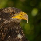 Junger Weißkopfseeadler 